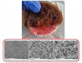 A platform for immobilizing transgenic roots, utilizing organosilicon aerogel with a varying morphology (structure and diameter of pores) and modified surface properties.